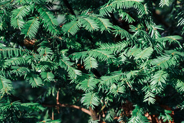 background of green branches