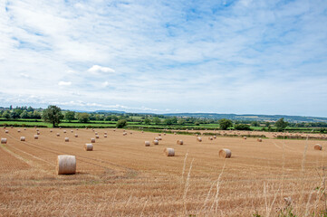Obraz premium Straw bales in the autumn fields.