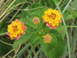 sunrise flowers in the grass