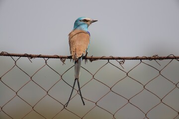 rollercoaster on a wire