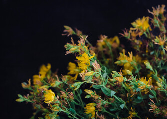 fresh St. John's wort flowers on a natural background of a black wooden table with a copy of the space