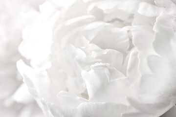Beautiful blooming white peony as background, closeup