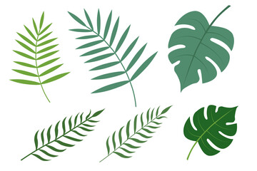 Tropical different type exotic leaves set. Color vector illustration  isolated on white background.