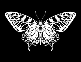 Fototapeta na wymiar Butterfly silhouette