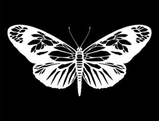 Butterfly silhouette