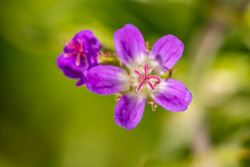 Fototapeta na wymiar Geranium sylvaticum flower growing in forest