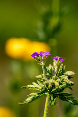 Geranium sylvaticum flower growing in forest, close up	