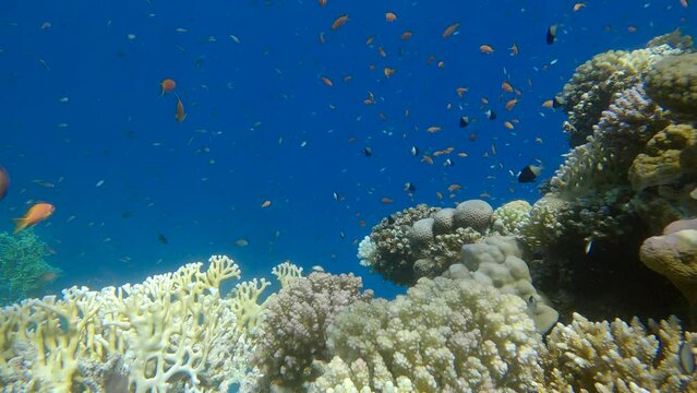 Colorful tropical fishes on beautiful coral reef. Arabian Chromis (Chromis flavaxilla), Half-and-half Chromis (Chromis dimidiata) and Lyretail Anthias (Pseudanthias squamipinnis). 4K-60fps