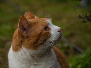profile portrait ginger cat while looking away