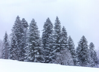 Winter mountain forest located on the ridge of the tourist route.