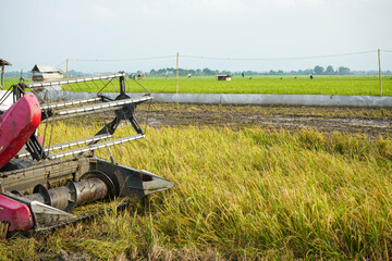 Pati, Indonesia - January, 2022 : 
Automatic rice harvester machine is being used to harvest the fields and it is ripe and yellow in harvest season. Combine Harvester Speed up and simplify the work. 