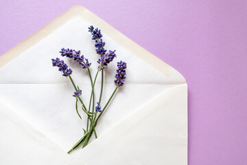 Lavender flowers in an envelope for a letter on a light lilac background. Flat layout.
