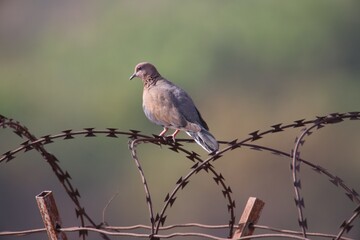 pigeon on barbed wire