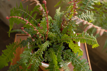 Exotic ferns. Top view of Doodia media bracken, also known as Rasp fern, green and red fronds,...