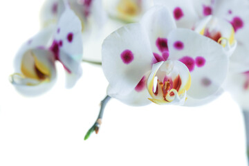 orchid white background 
