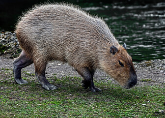 Capybara walking near the pond. The biggest modern rodent. Latin name - Hydrochoerus hydrochaeris