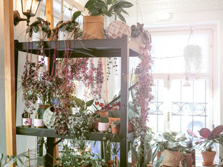The sun shines on the plants on the shelves. Stylish design and landscaping of the interior. Urban jungle indoors