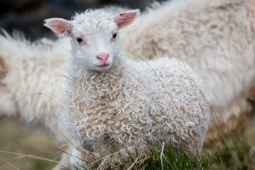 Portrait of little lamb © Brams.Photography