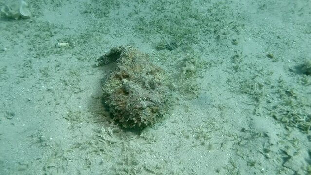 Stonefish lies on sandy bottom. Reef Stonefish (Synanceia verrucosa). Camera moves around the object