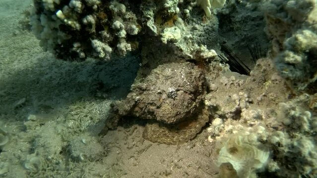 Stonefish lies well camouflaged under the corals. Reef Stonefish (Synanceia verrucosa)