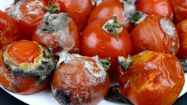 Spoiled rotten tomatoes, rot mold on vegetables, pile organic bio waste.
