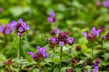 Fototapeta na wymiar Prunella vulgaris flower in meadow, close up shoot 