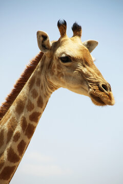 Close up picture of a Giraffe in the African Safari