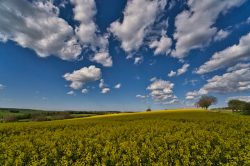 Fototapeta na wymiar A Blooming canola field. Rape on the field in summer. Bright Yellow rapeseed oil. Flowering rapeseed. with blue sky, sun and clouds
