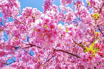 満開の日本の桜
