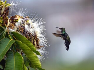 Glittering-throated Emeralds (Amazilia fimbriata) Trochilidae family. Amazon, Brazil.