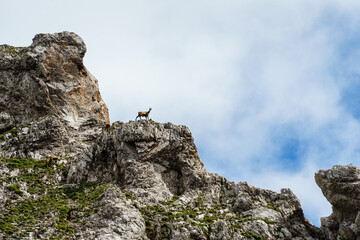 Chamois on a ledge on the mountain