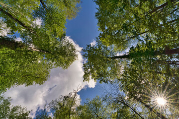 a great view up into the trees direction sky