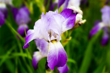 Iris bearded. Iris flower in the garden. Spring garden. Beautiful spring flower on a green background. Close-up. Background. copy space. - 486318609