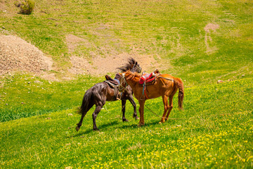 Horses Harnessed and saddled, horses frolic and fight in a green meadow. Horseback riding. Against...