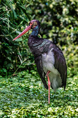 Black stork on the lawn. Latin name - Ciconia nigra	