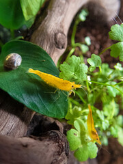 Two yellow shrimp neocaridina davidii on a plant anubias nana and a ramshorn snail