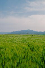 Green barley field at Hwangnyongsa Temple Site in Gyeongju, Korea