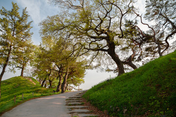 Banwolseong Fortress green forest road in Gyeongju, Korea