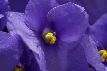 African violet purple macro
