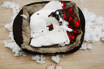 Puppy dog after bite and destroy its bed with innocent expression face. High angle view.