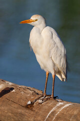 Westen Cattle Egret, Kruger National Park