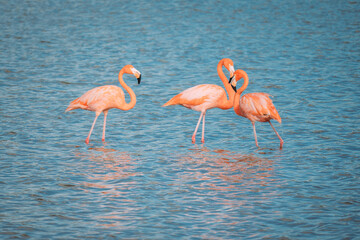 rosafarbene Flamingos im Wasser mit Herz