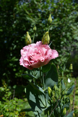 Sun-drenched Eustoma grandiflorum is a delicate pink, rose-like, against a background of green branches in a summer garden.