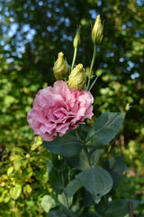 The delicate pink double flower Eustoma grandiflorum, similar to a rose, grows in the garden against the backdrop of trees. Beautiful postcard, vertical photograph