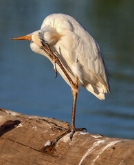 Westen Cattle Egret, Kruger National Park