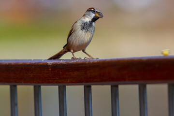Small sparrow with brown plumage. urban bird. endangered species