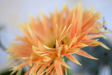 Gerbera-Blüte