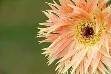 Gerbera-Blüte