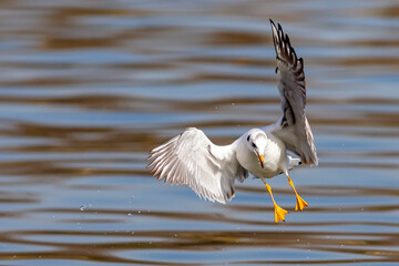 White-winged seagulls flying over the waters of the sea and the oceans. Acuatic birds