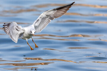 White-winged seagulls flying over the waters of the sea and the oceans. Acuatic birds